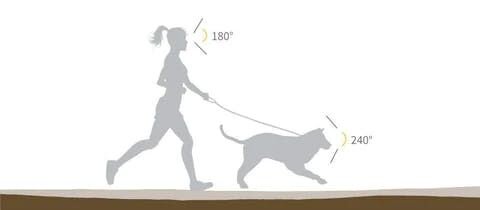 これにより、犬は人間よりも周囲のことをよく把握できています。