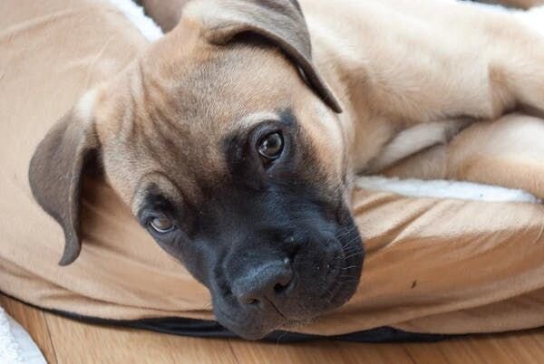 Bullmastiff lying down