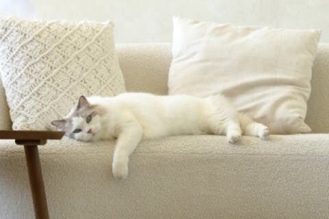 多くの猫の飼い主さんは、猫が吐く前に出す恐ろしいゲーゲーという音に慣れていますよね。猫はよく毛玉を吐き出すので、毛玉に関して気にすることはありませんが、猫の嘔吐は観察する必要があります。嘔吐物の色、質感、頻度によって、何か行動を起こすべきかどうかがわかります。