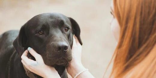 フルタイムで働くあなたが迎える最適な犬とは