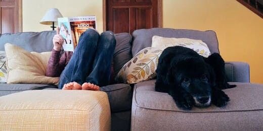 How to Find a Good Dog Sitter? - 5 Things to Consider