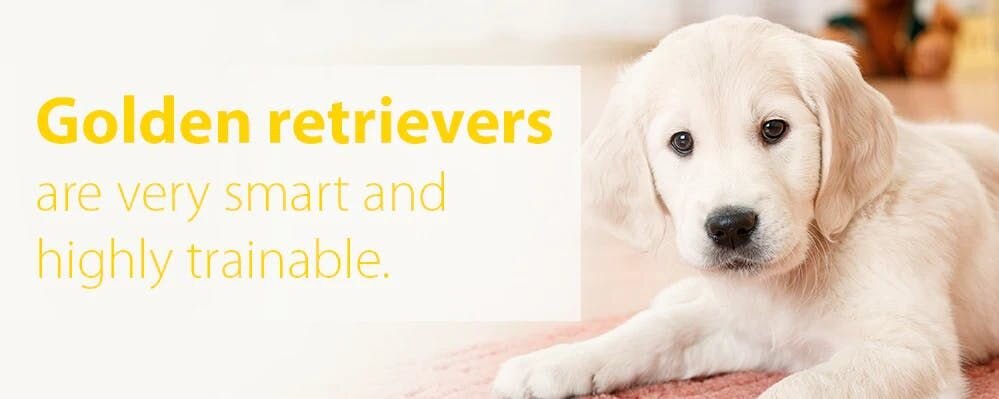 Golden retrievers