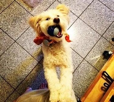 Whistle’s goal, Jacobs says, was, to encourage owners, “Let’s bring our dog to the veterinarian a little bit earlier, and once we’re there, have so...