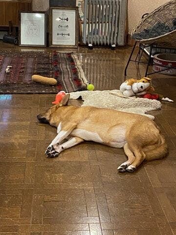 福はあんまり体力がないのか、この後すぐにご飯とはならず、しばしの二度寝タイムを経てからの遅めの朝ごはん（小盛り）となります。