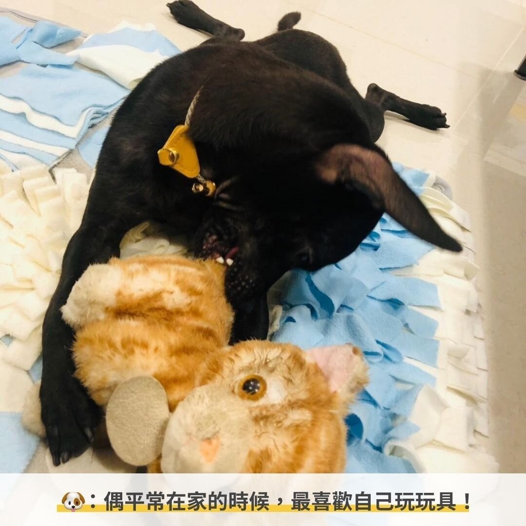 狗狗玩玩具