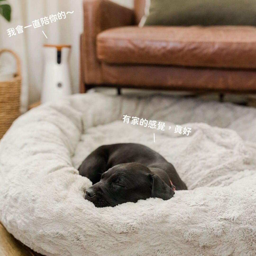 狗狗安心睡覺