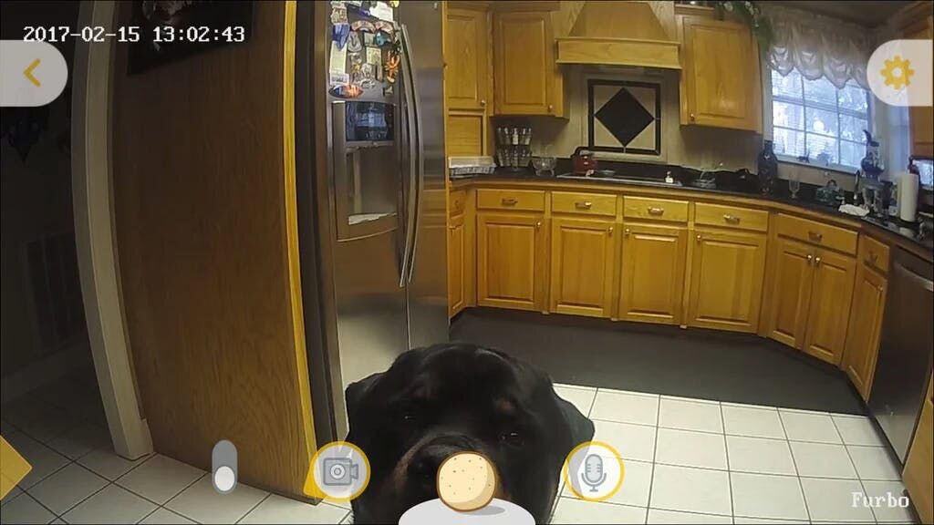 Dog close to Furbo camera