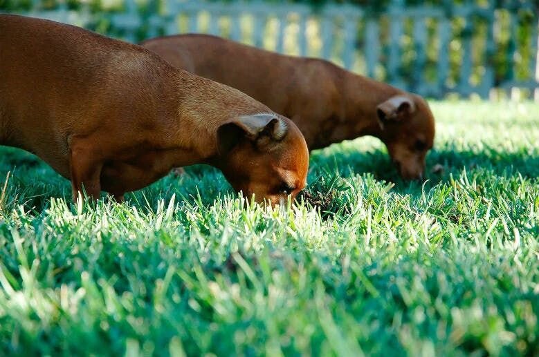 Dogs eat grass