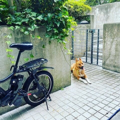 かわいい、かわいいとお肉をたくさん食べ過ぎさせたせいか？？ ちょっと福が太ってしまいました。そこでダイエット作戦を開始。朝晩の散歩をロングコースにしてとにかく歩かせました。とーさんは楽しんでたけど、福は毎回うんざりした顔でしたね（笑）。散歩のあとは玄関でシャワー！毎日シャワー。ハニオ日記はいき...