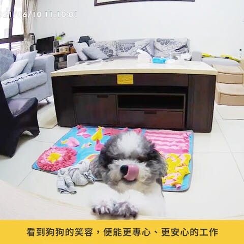 將手掌放在櫃子上吐舌頭的黑白色狗狗旺仔