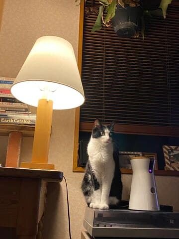 ▲わが家のFurbo。保護猫のもえと一緒に