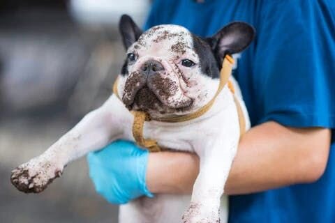 今日は、夜間救急動物病院の獣医師である稲野辺が、信頼できる動物病院の選び方をお伝えします。