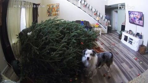 Know knocks over the christimas tree