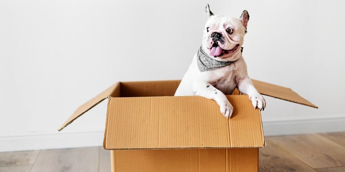 The Dog Pawrent’s Guide To Moving