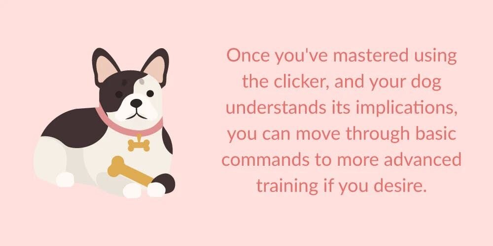Once you've mastered using the clicker and your dog understands its implications, you can move through basic commands to more advanced training if you desire