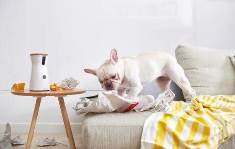 ファーボでのしつけやコニュニケーション