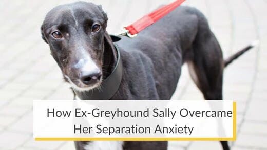 How Ex-Greyhound Sally Overcame Her Separation Anxiety