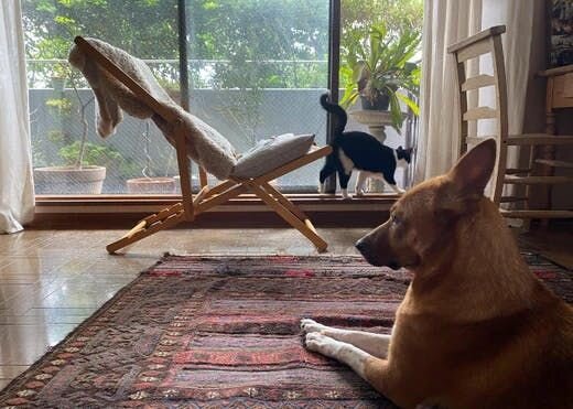 困り顔の保護犬福のファーボ日記 Vol.07｜Furboドッグシッター機能で福とニャンコたちの新たな一面を発見！