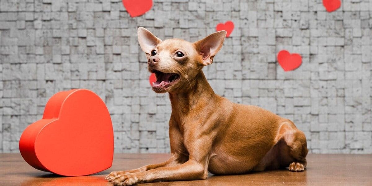 A photo of a chihuahua lying next to a heart-shaped box