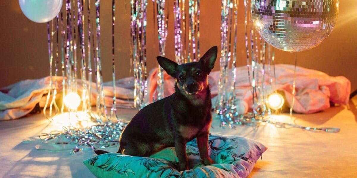 Celebrating New Year’s Eve With an Anxious Dog