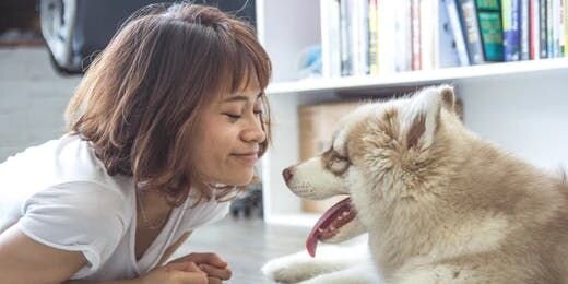 How a Pet Camera Can Ease Your Pain