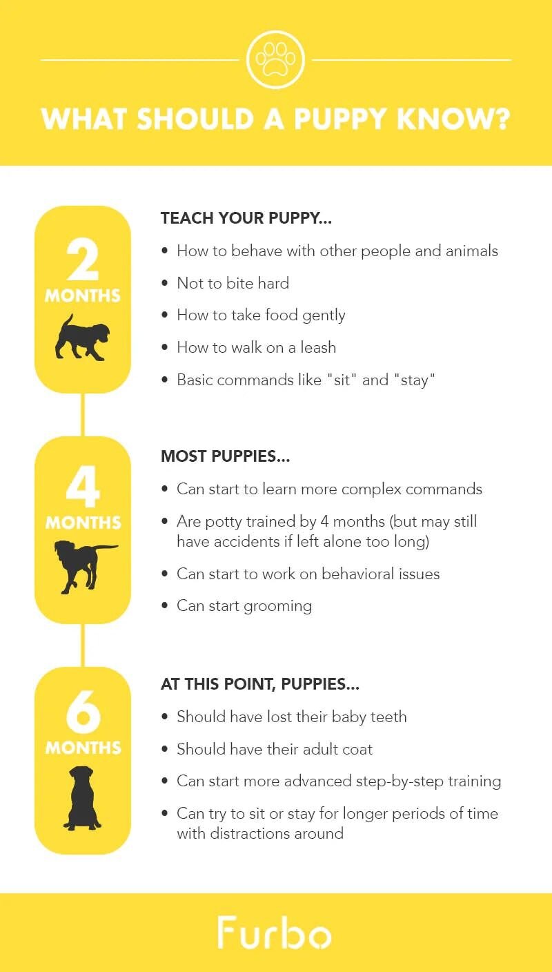 Here are the different stages you need to know as a pawrent, and everything you can expect with puppy development. Whatever you do, don't stress it...