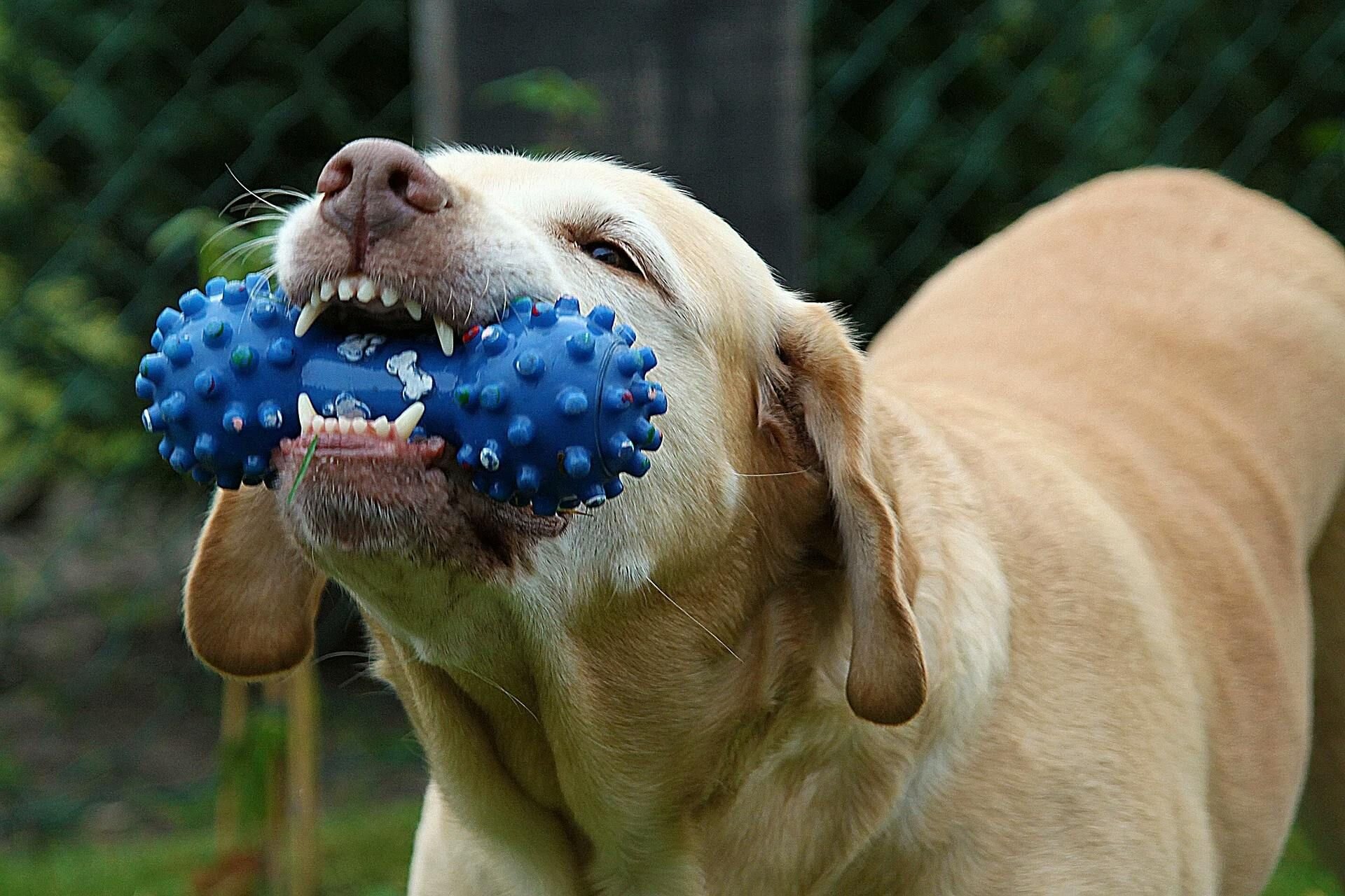Dog with blue toys