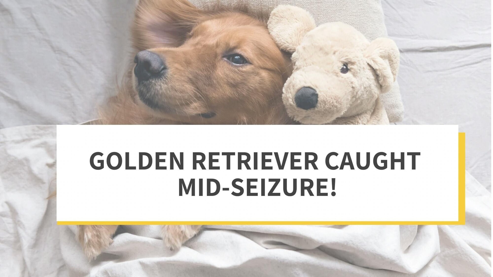 Golden Retriever Caught Mid-Seizure!