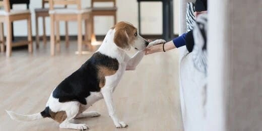 How to Train Your Dogs with Treats