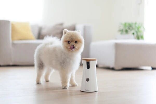 Dog next to Furbo