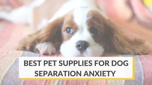 Best Pet Supplies for Separation Anxiety in Dogs