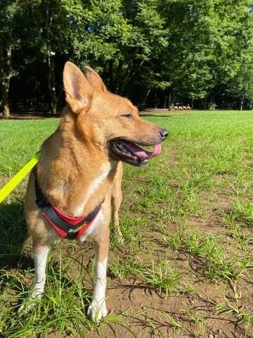 なので、とにかくひたすらとーさんと走ります。走りまくるのです。