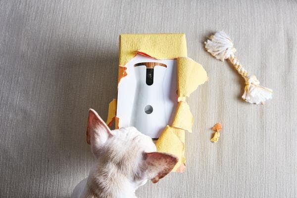 一隻在地板上拆封Furbo的狗