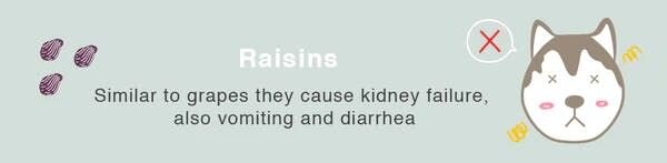 can dogs eat raisins
