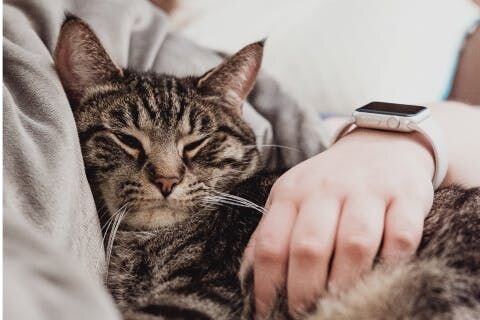 Cat cameras involve recording and transmitting footage, which raises privacy concerns. Ensure you choose a reputable brand that prioritizes data se...