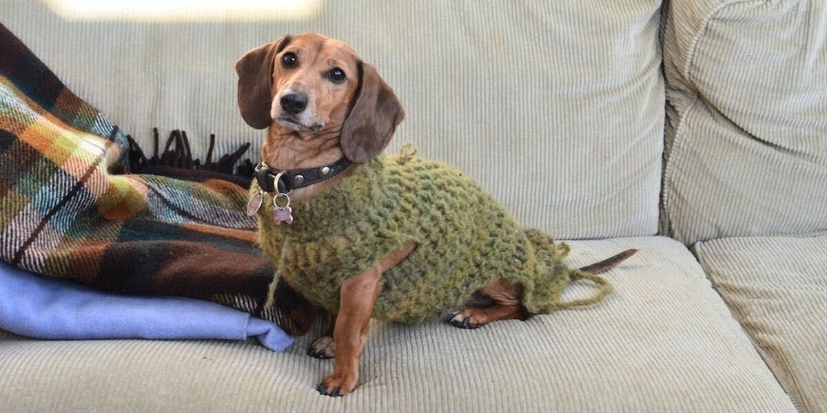 A photo of a dachshund wearing a thick leather collar with a prominent metal buckle and two large tags, sitting on a sofa