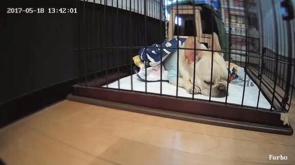 3. Crate train your puppy