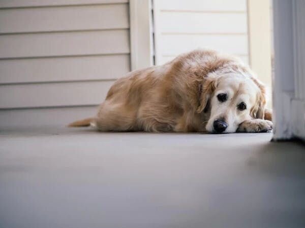 一隻黃金獵犬不開心地趴在地上