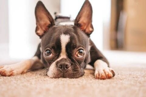 French bulldog with sad eyes