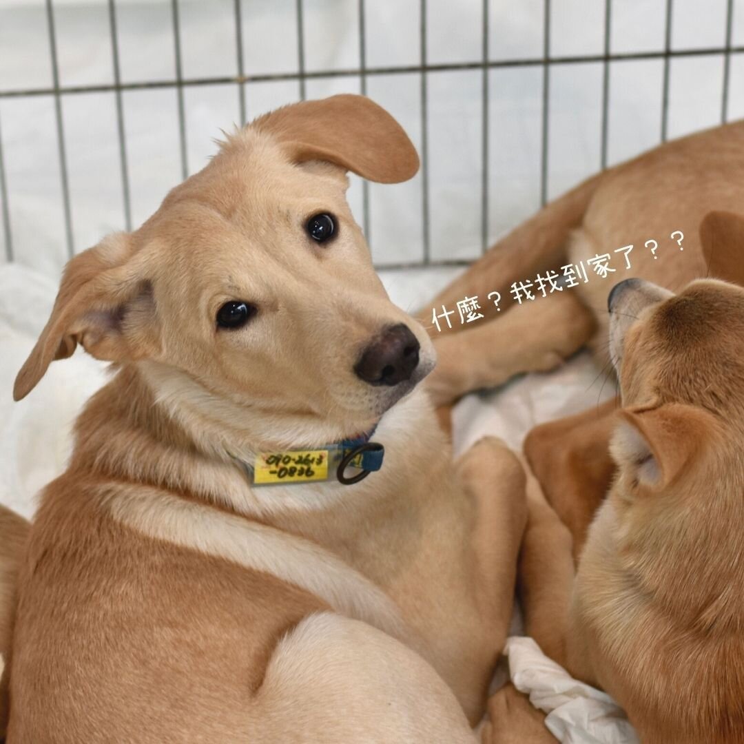 宗旨為期許讓更多人看到他們的可愛，也讓人們知道他們值得擁有屬於他們的家💖