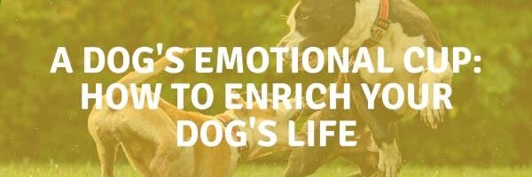 A Dog's Emotional Cup: How to Enrich Your Dog's Life