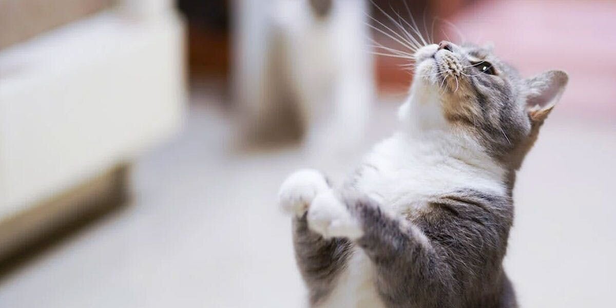 A photo of a gray and white cat looking up