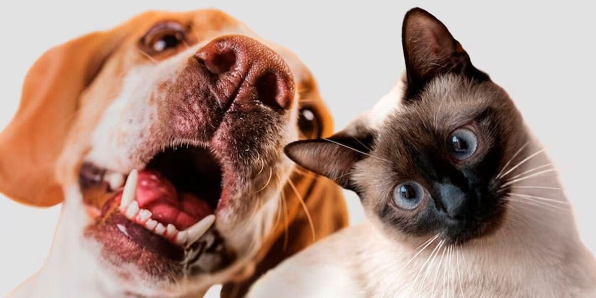Is Your Cat or Dog Happy and Healthy?