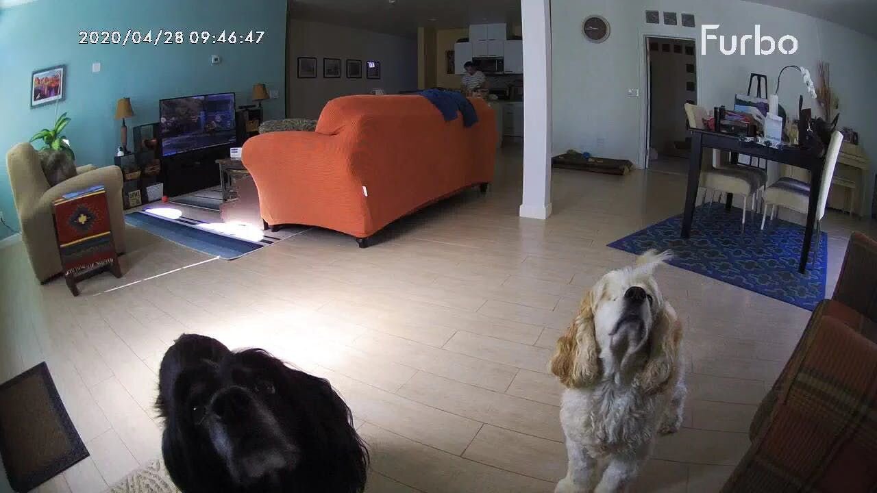 Furbo Dog Camera view
