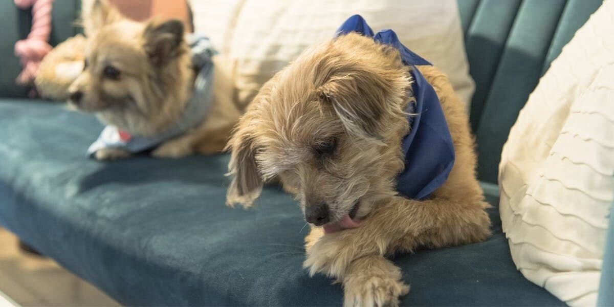 Two terriers on a navy blue sofa 