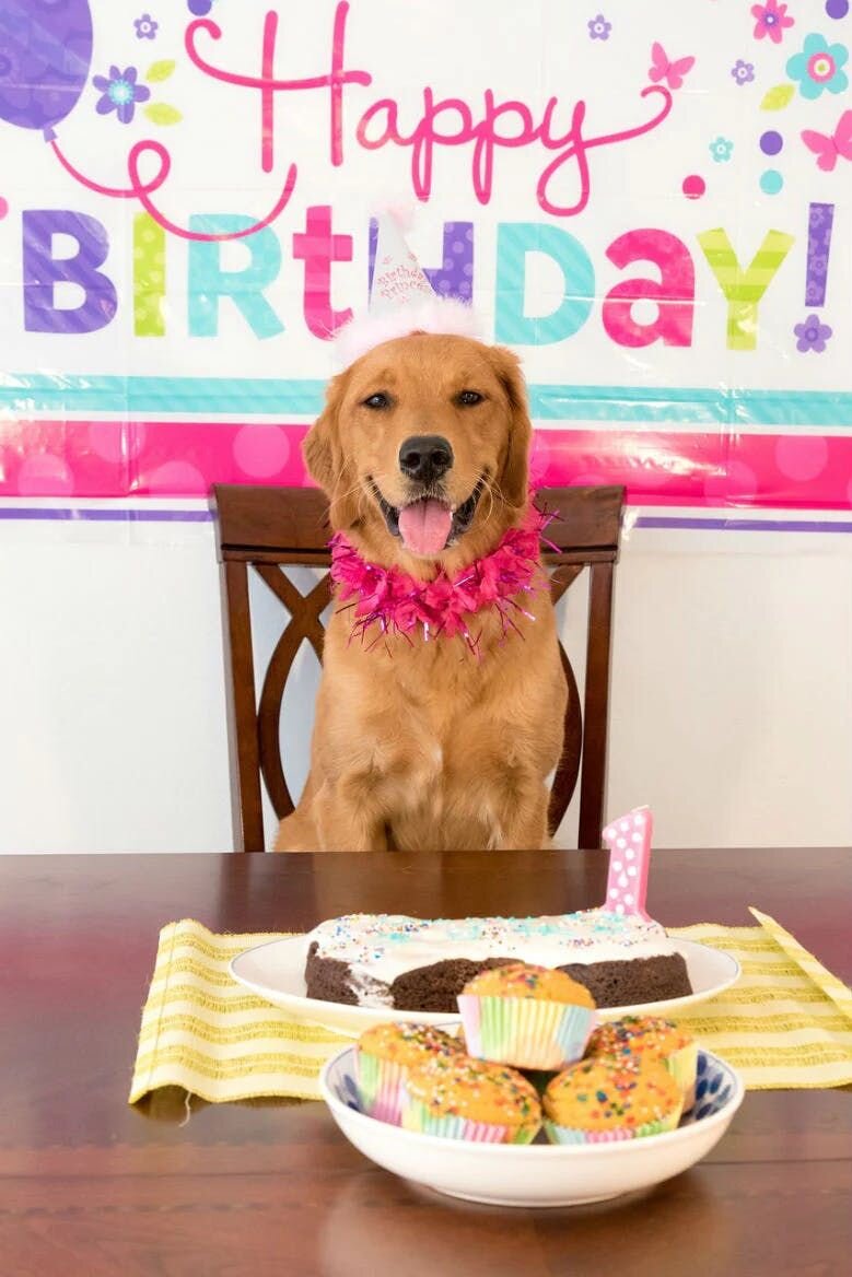 Birthday dog