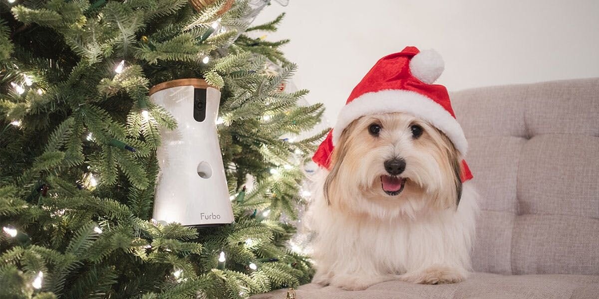 A photo of a dog on a sofa, next to a festive tree decorated with a Furbo dog camera
