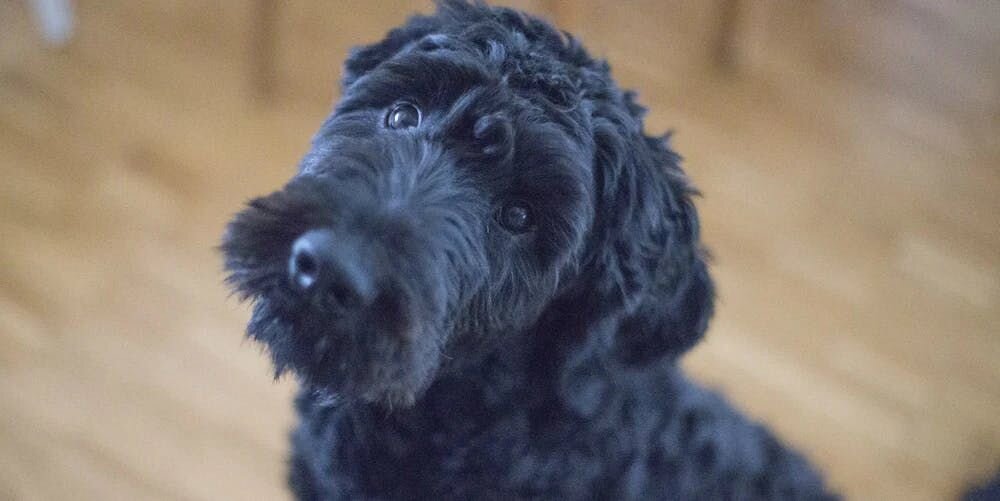 Wer ist ein braver Hund?! Die 9 besten Hunderassen fürs “Allein-zu-Hause-Bleiben”