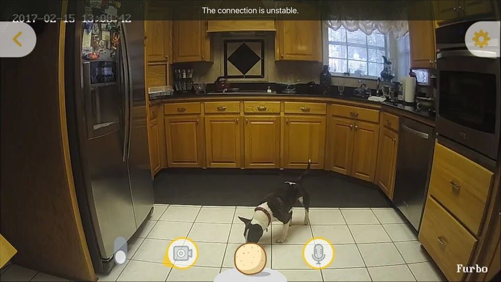 Dog getting a treat from the ground