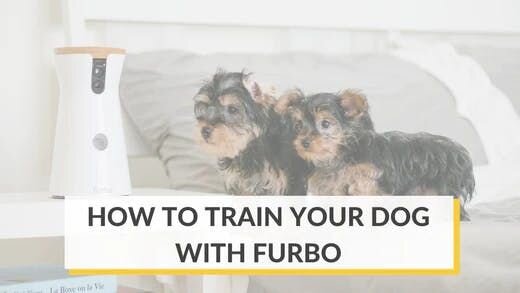 Train Your Dog to Stay at Home With Furbo